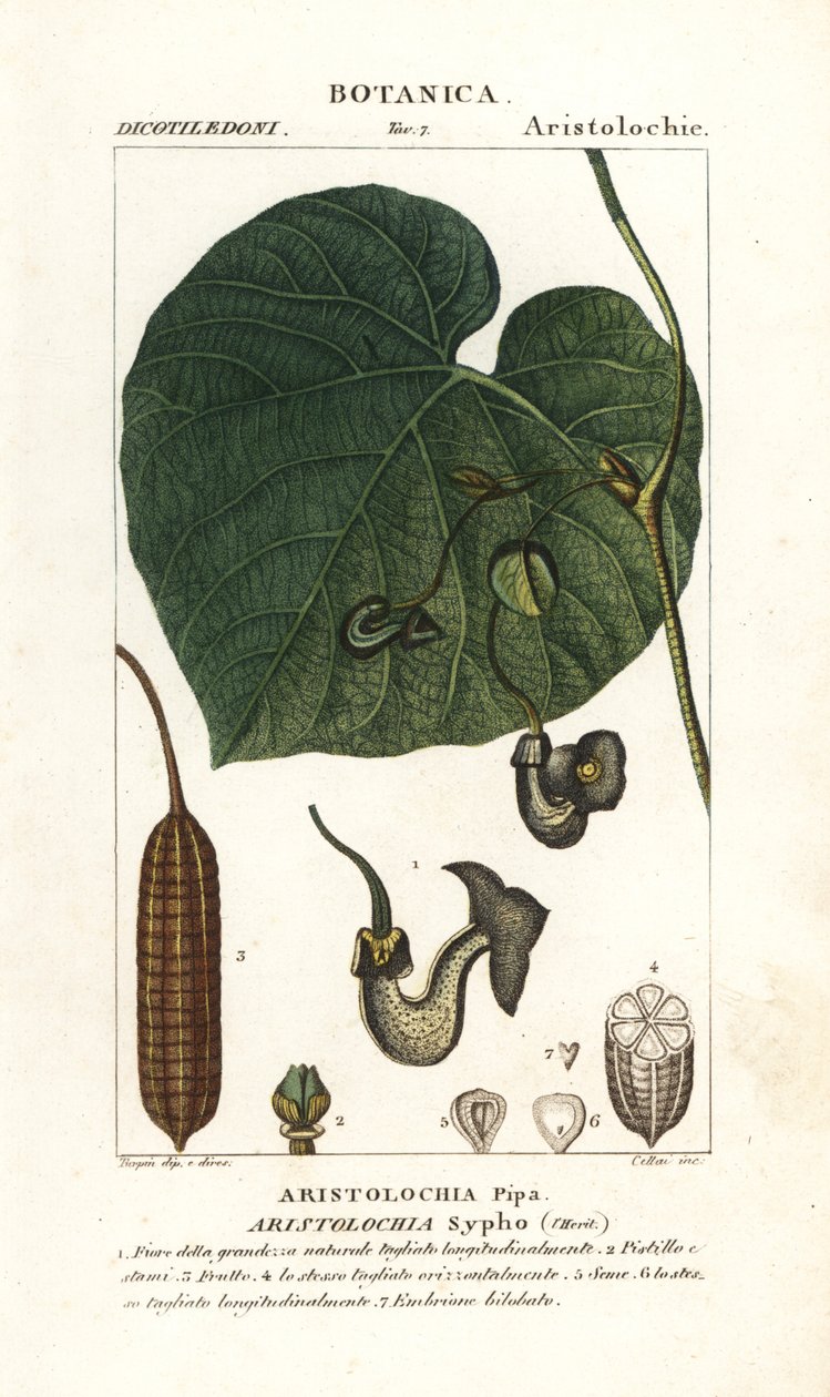 Holländarens pipa eller vinranka, Aristolochia macrophylla av Stanghi Stanghi