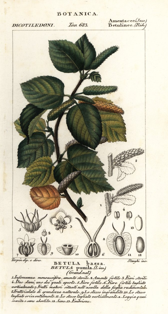 Dvärgbjörk, Betula pumila av Stanghi Stanghi