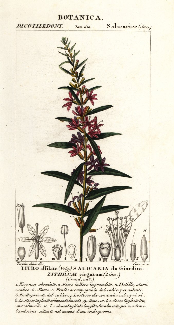 Europeisk trollstav loosestrife, Lythrum virgatum av Stanghi Stanghi