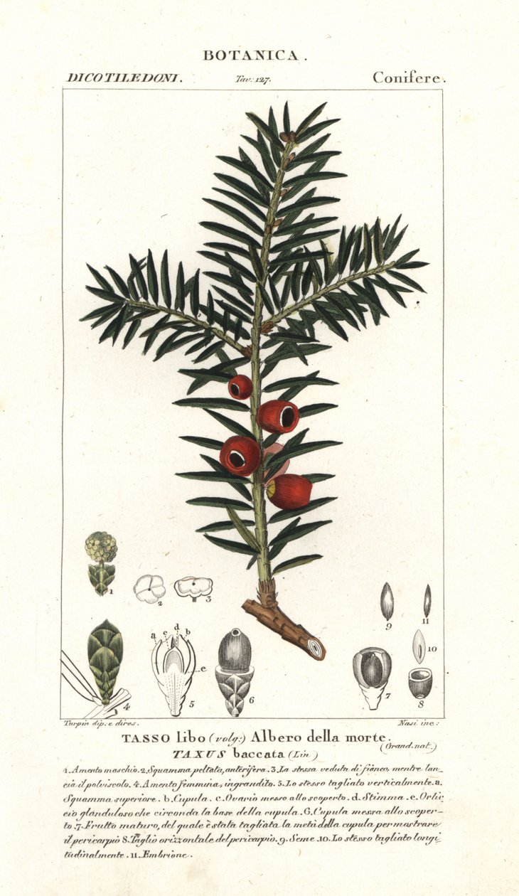 Europeisk idegran, Taxus baccata av Stanghi Stanghi