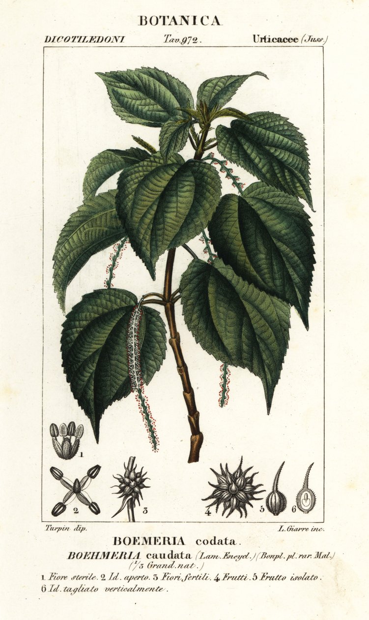 Falsk nässla, Boehmeria caudata av Stanghi Stanghi