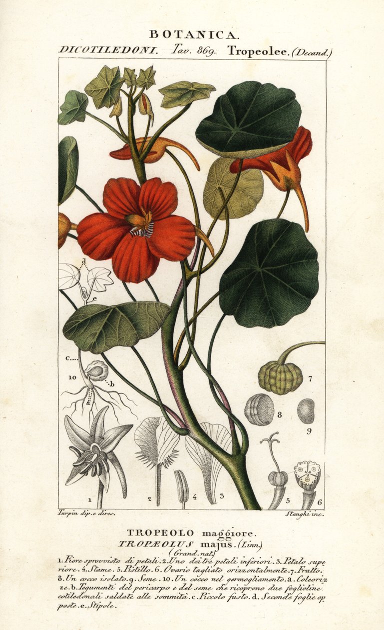 Trädgårdsnasturtium, Tropaeolum major av Stanghi Stanghi