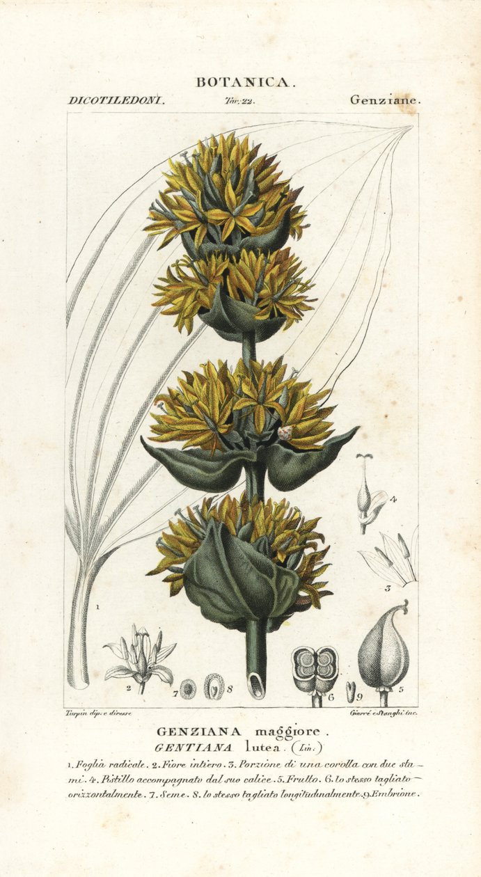 Stor gul gentiana, Gentiana lutea av Stanghi Stanghi