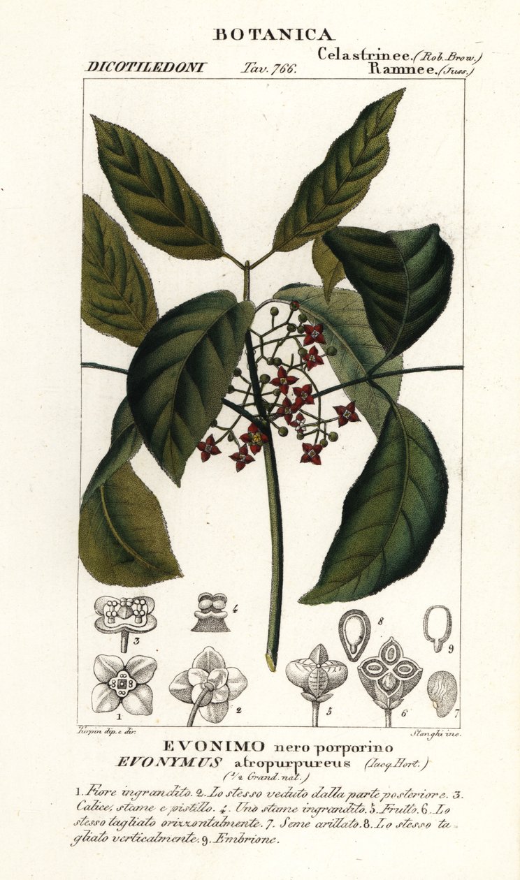 Hamiltons spindelträd, Euonymus hamiltonianus av Stanghi Stanghi