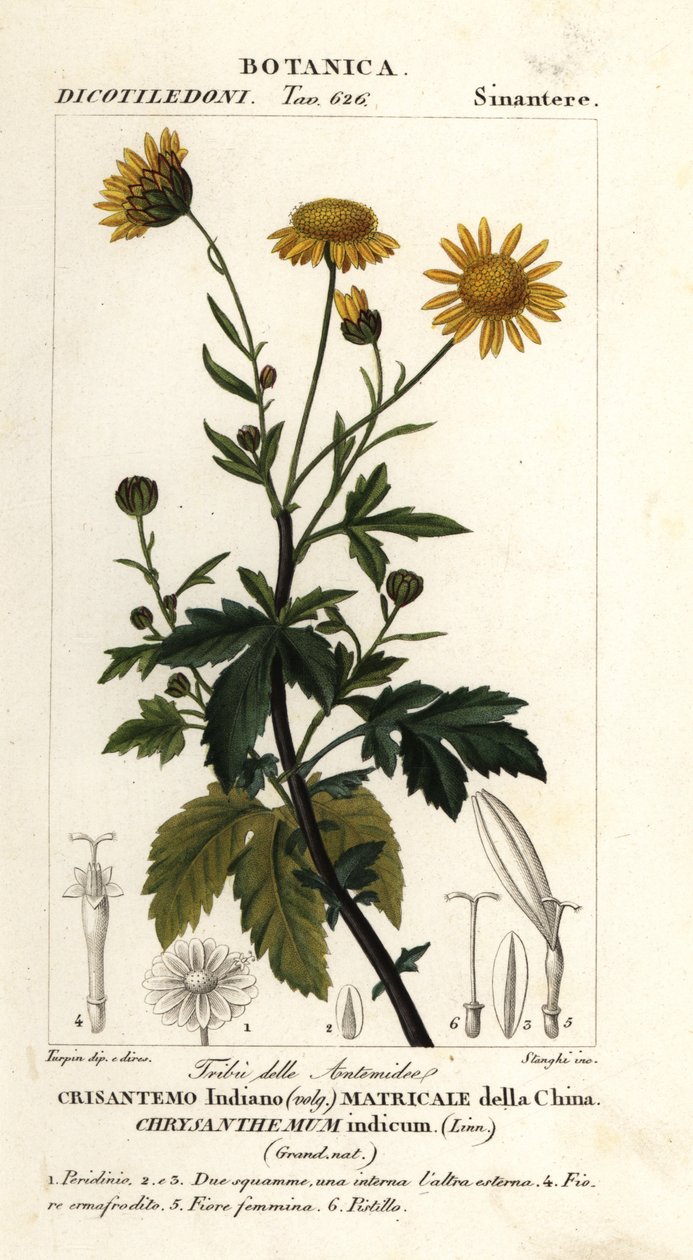 Indisk krysantemum, Chrysanthemum indicum av Stanghi Stanghi