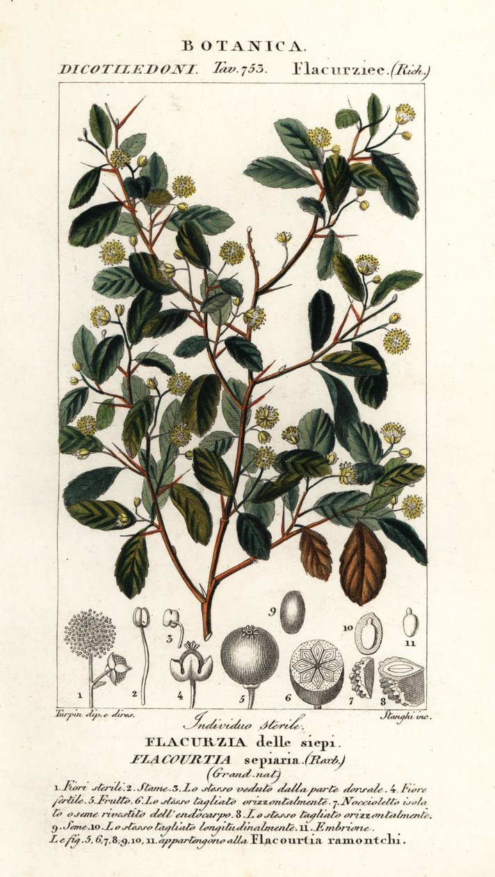 Indisk plommon, Flacourtia indica av Stanghi Stanghi