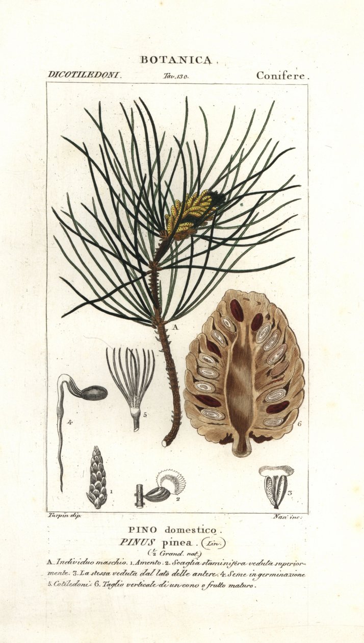 Italiensk sten tall, Pinus pinea av Stanghi Stanghi