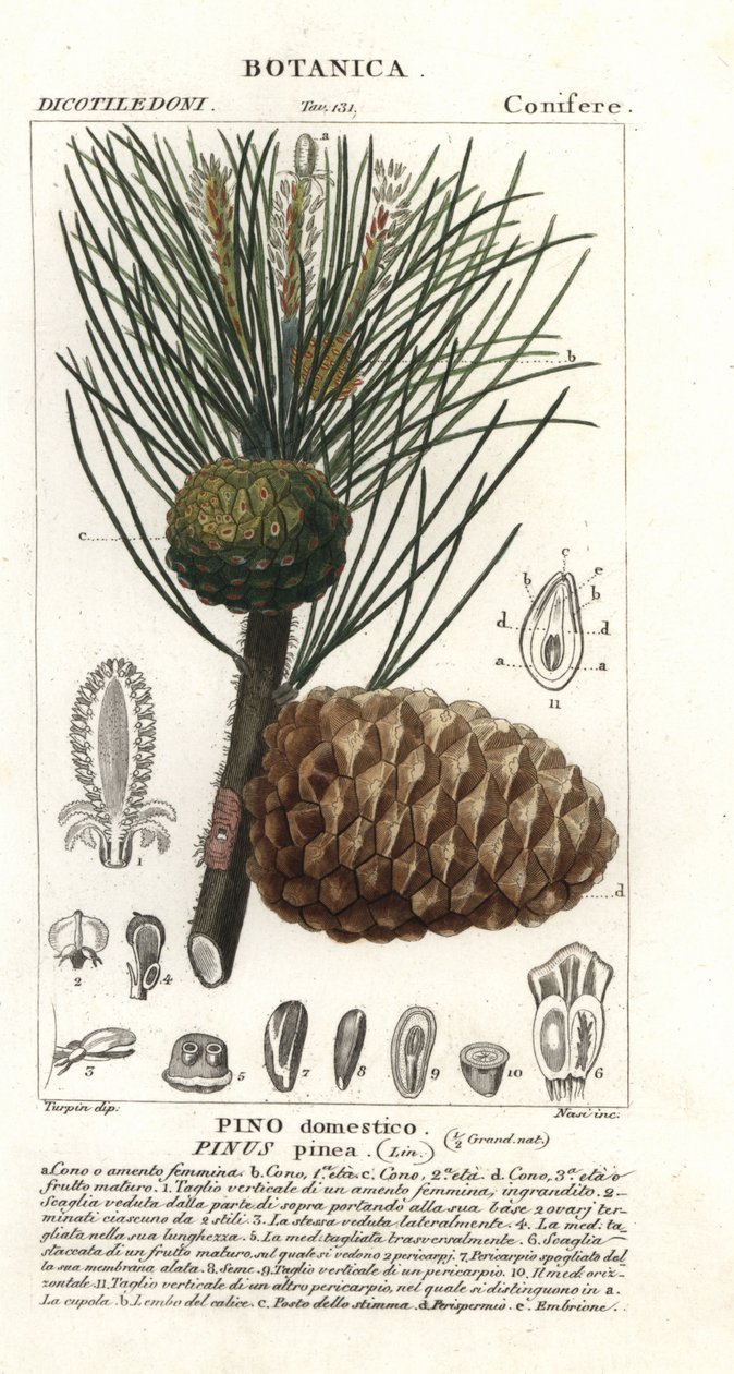 Italiensk sten tall, Pinus pinea, Sten tall av Stanghi Stanghi