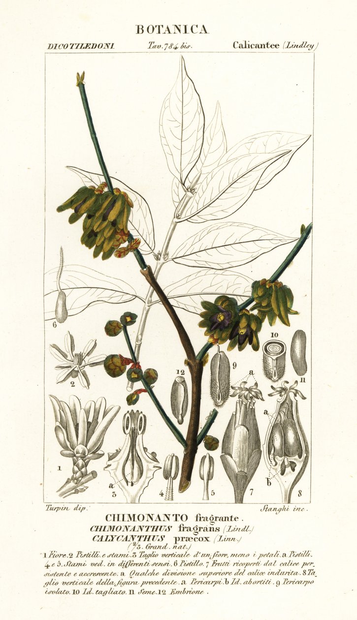 Japansk kryddpeppar, Chimonanthus praecox av Stanghi Stanghi