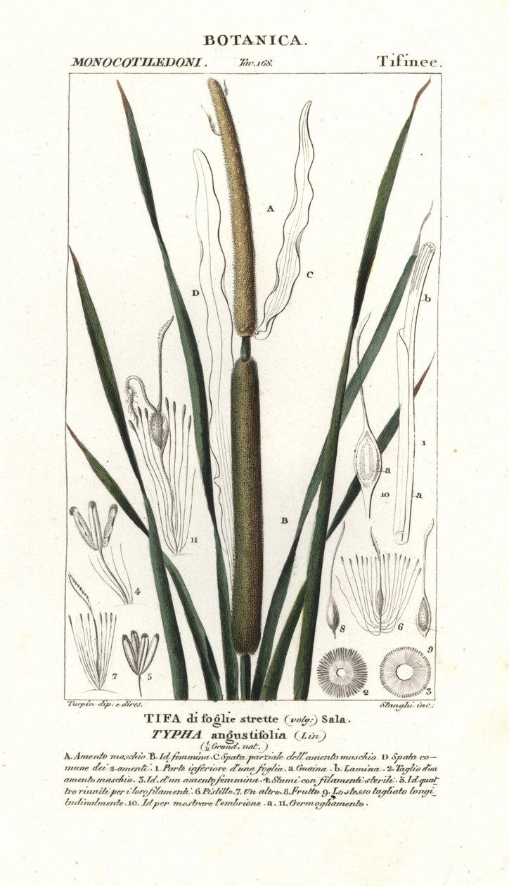 Mindre bulrus, Typha angustifolia av Stanghi Stanghi