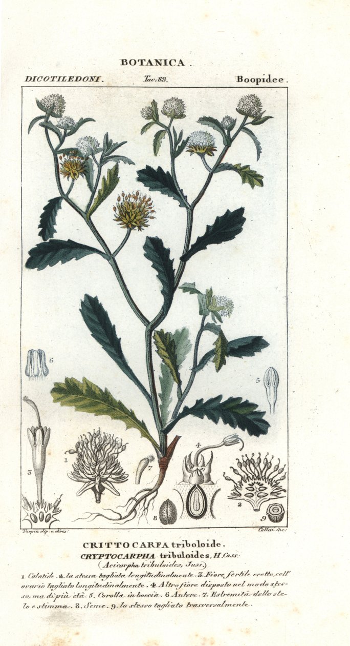 Madam gorgon, Acicarpha tribuloides av Stanghi Stanghi