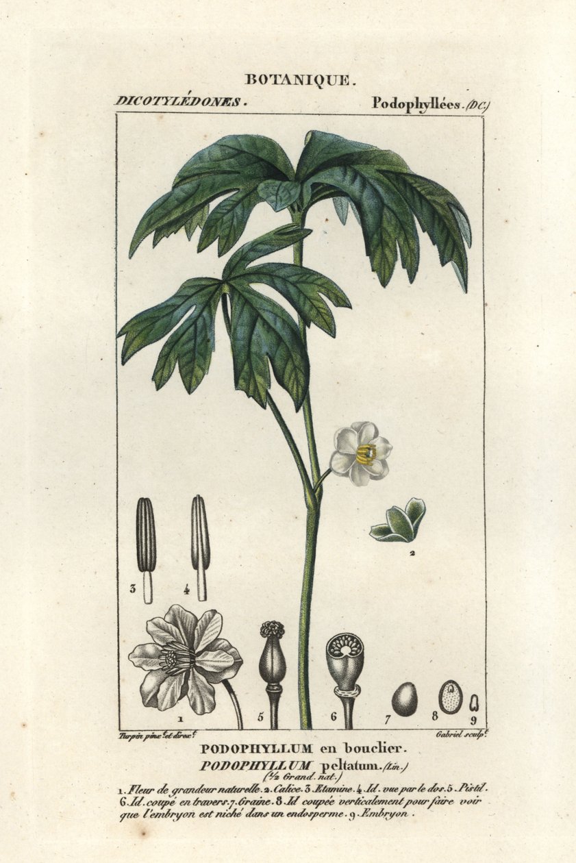 Majäpple, Podophyllum peltatum av Stanghi Stanghi