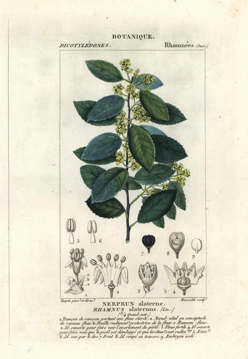 Medelhavs havtorn, Rhamnus alaternus av Stanghi Stanghi