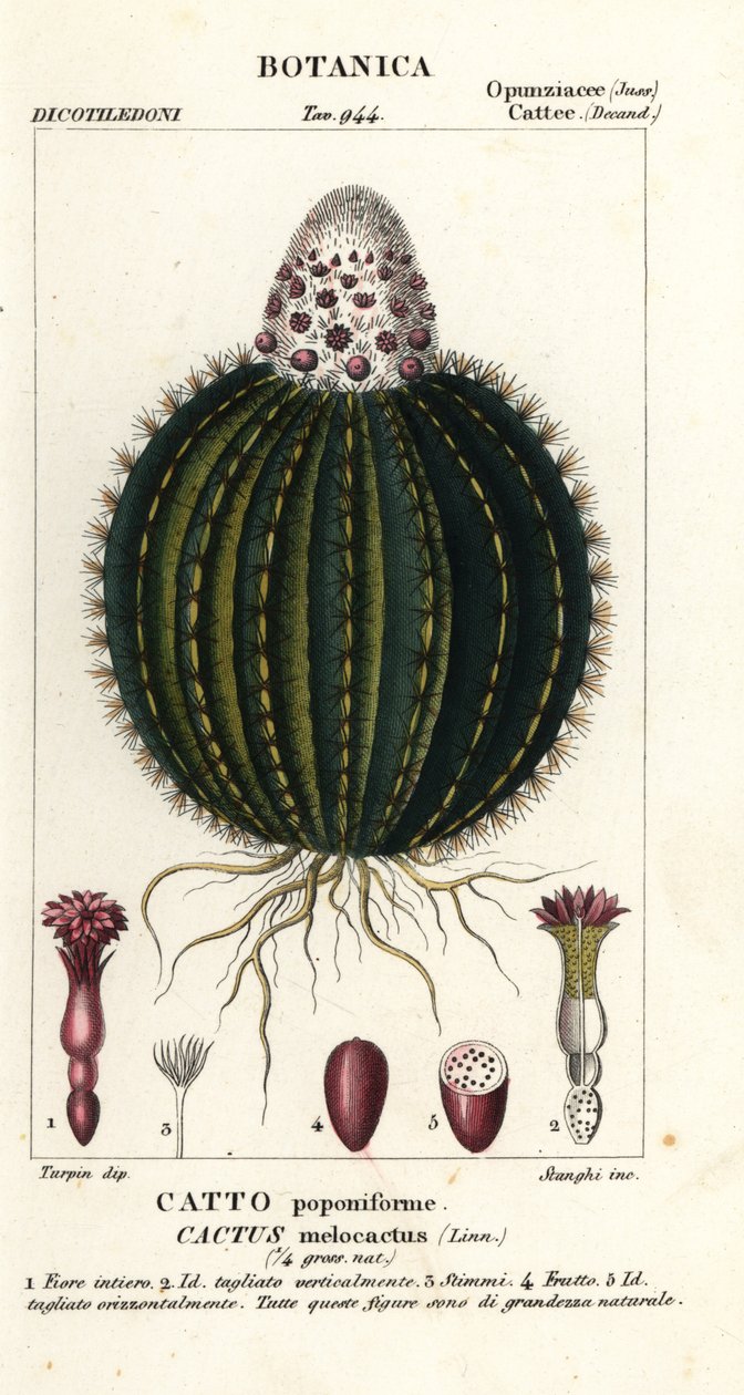 Melonkaktus, Melocactus caroli-linnaeus av Stanghi Stanghi