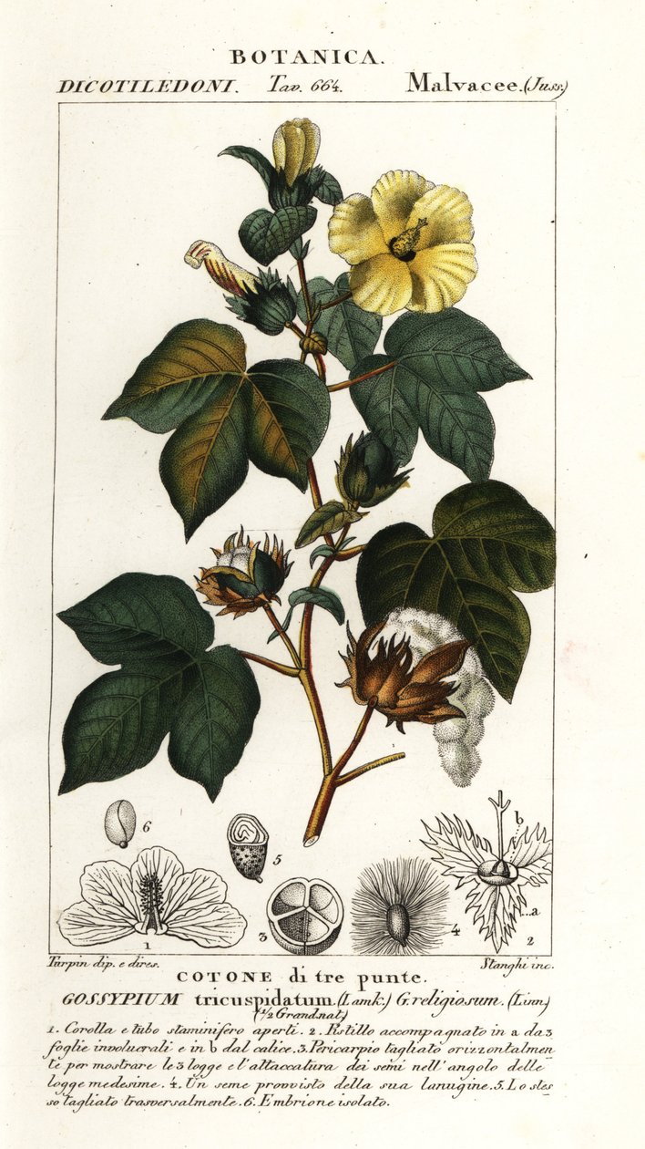 Mexikansk bomull, Gossypium hirsutum av Stanghi Stanghi