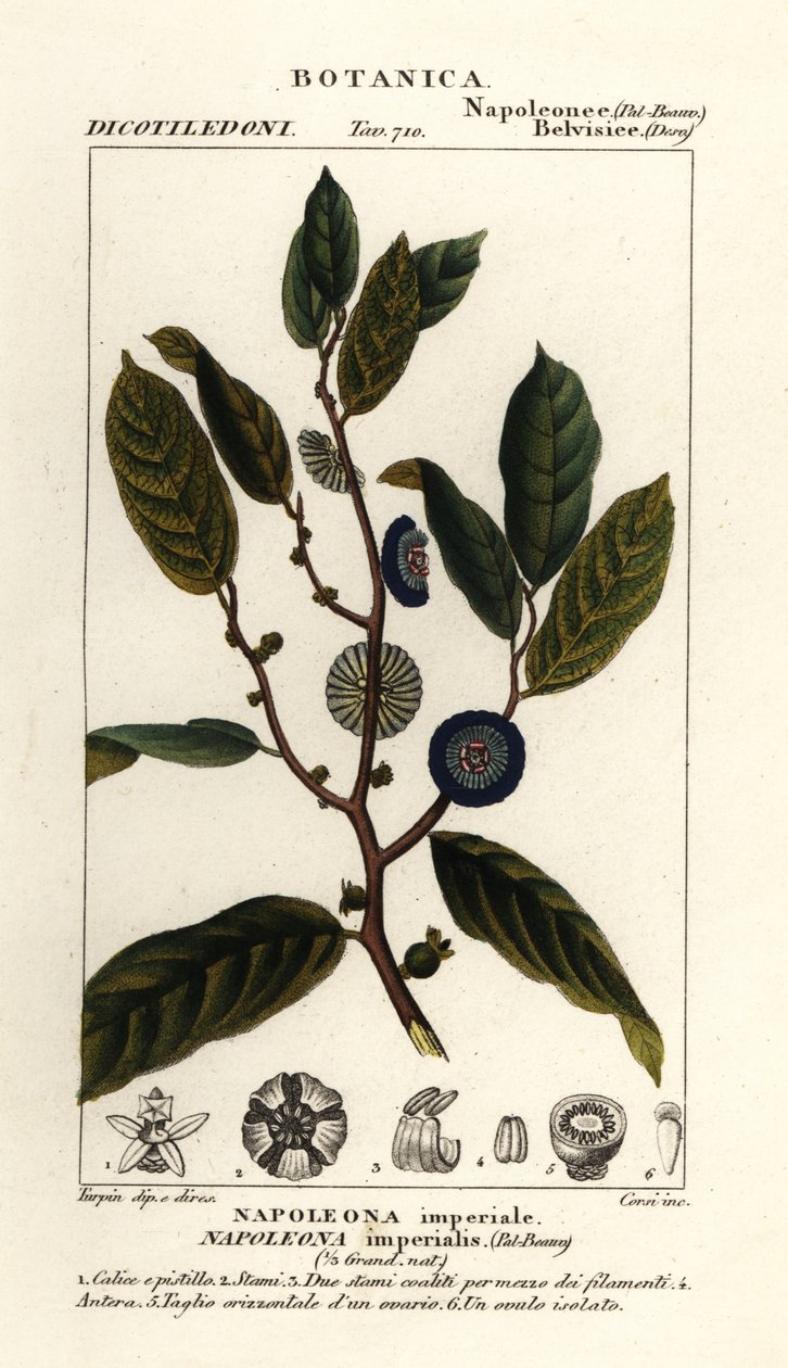 Napoleonaea imperialis av Stanghi Stanghi