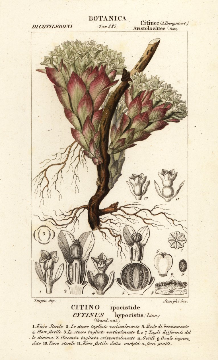 Parasitisk växt, Cytinus hypocistis av Stanghi Stanghi