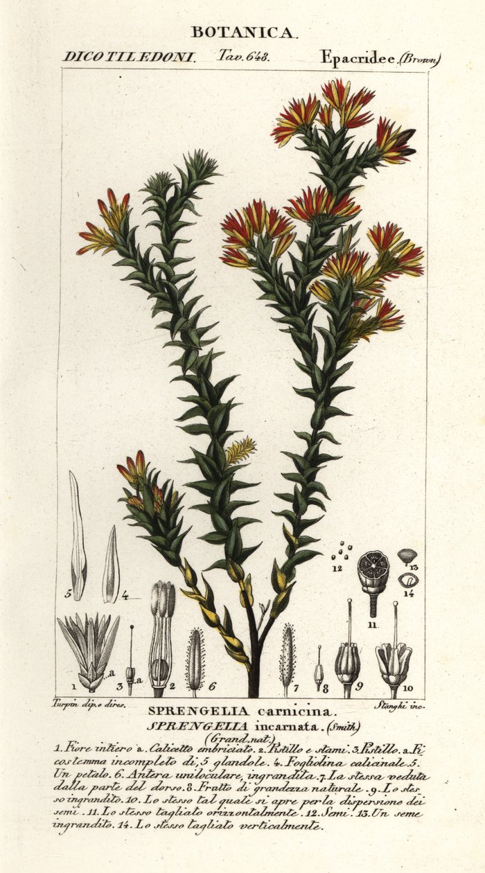 Rosa träskhed, Sprengelia incarnata av Stanghi Stanghi