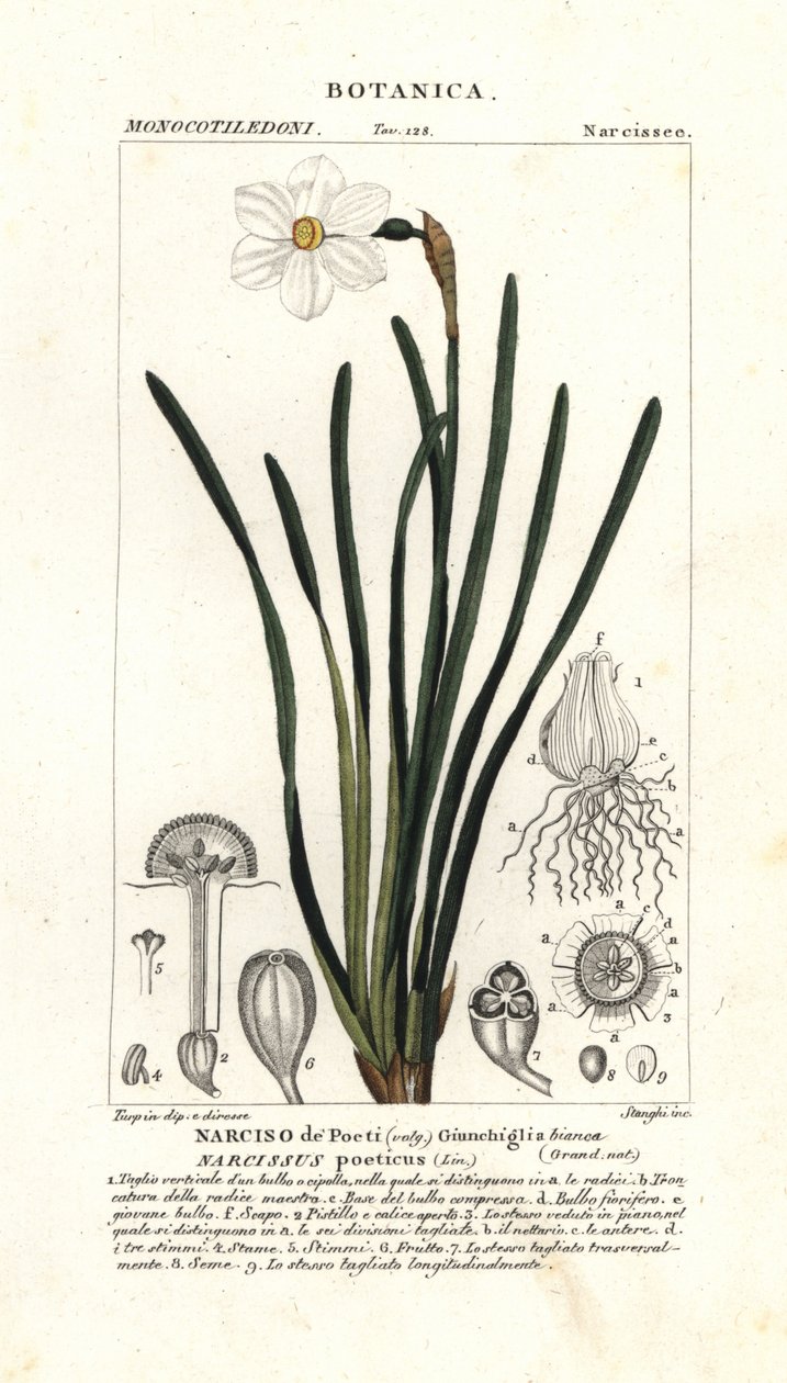 Poetens påsklilja, Narcissus poeticus av Stanghi Stanghi