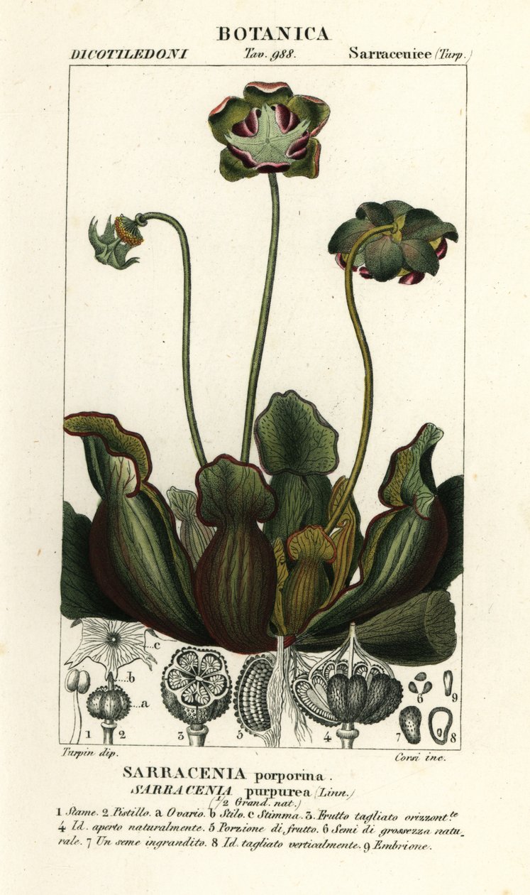 Lila kannaväxt, Sarracenia purpurea av Stanghi Stanghi