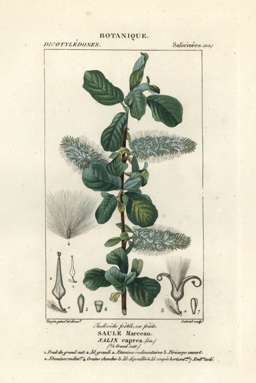 Kisspil, Salix caprea av Stanghi Stanghi
