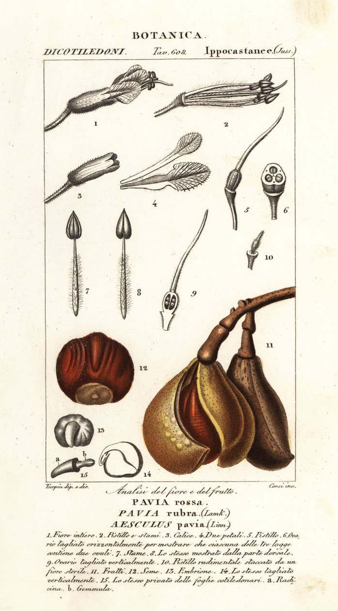 Röd buckeye, Aesculus pavia av Stanghi Stanghi