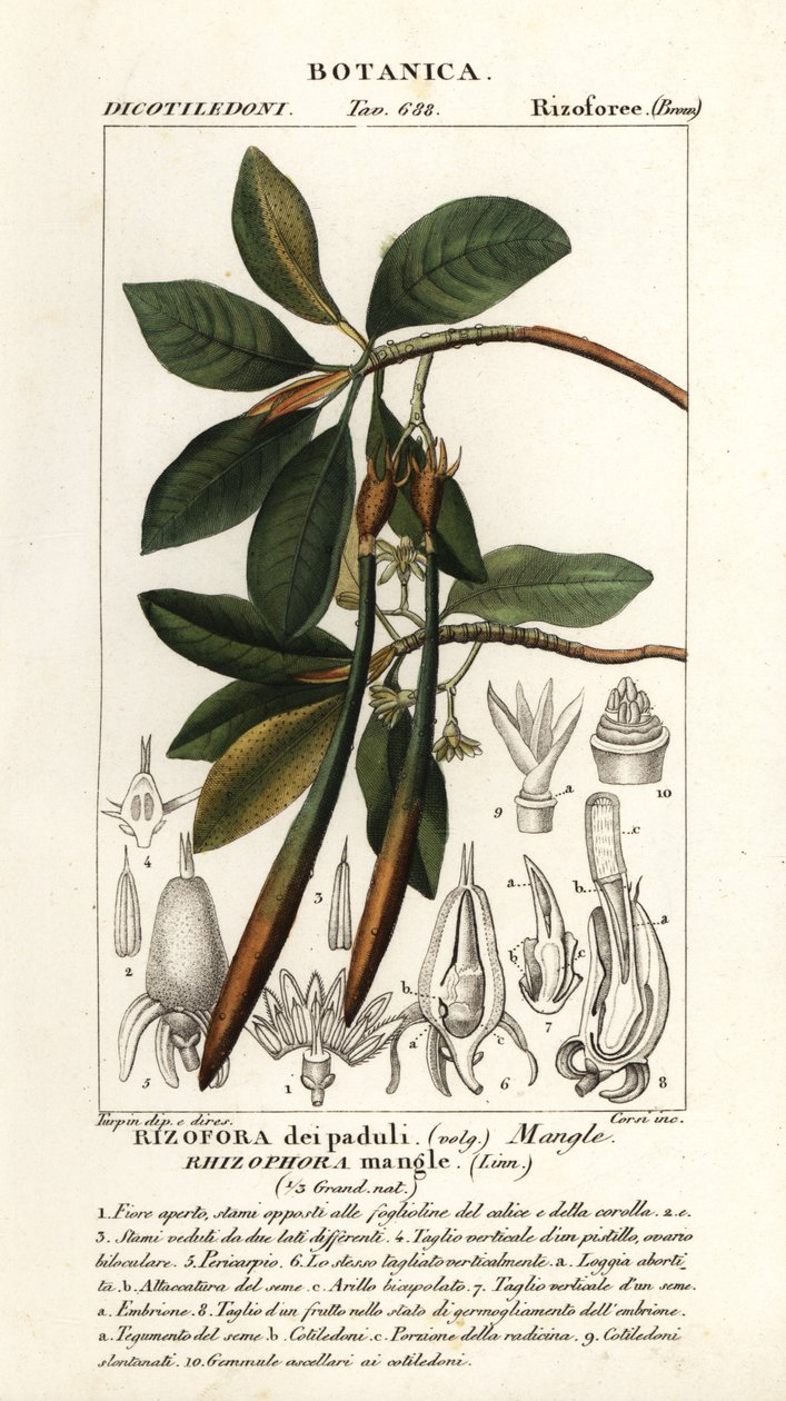 Röd mangrove, Rhizophora-mangel av Stanghi Stanghi