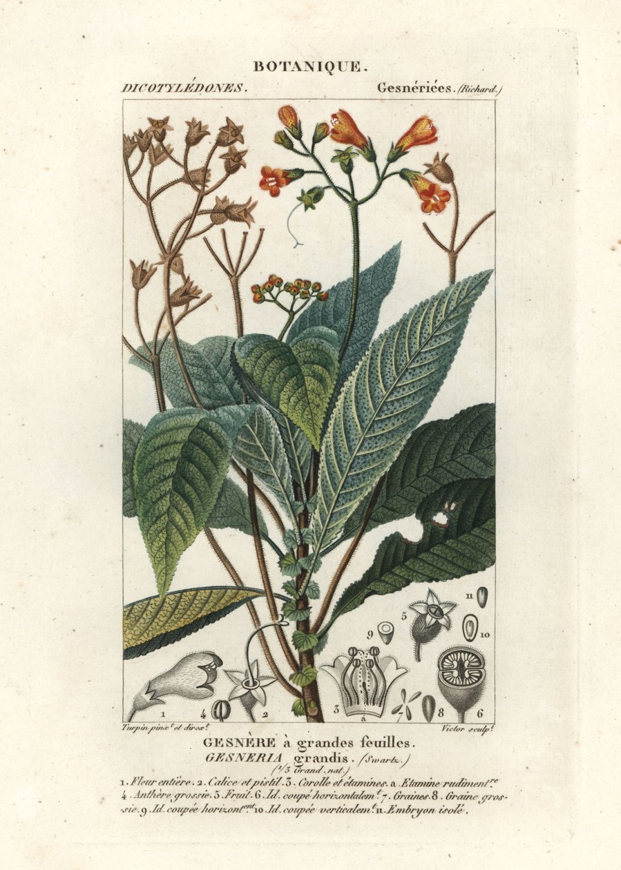 Rhytidophyllum grande av Stanghi Stanghi