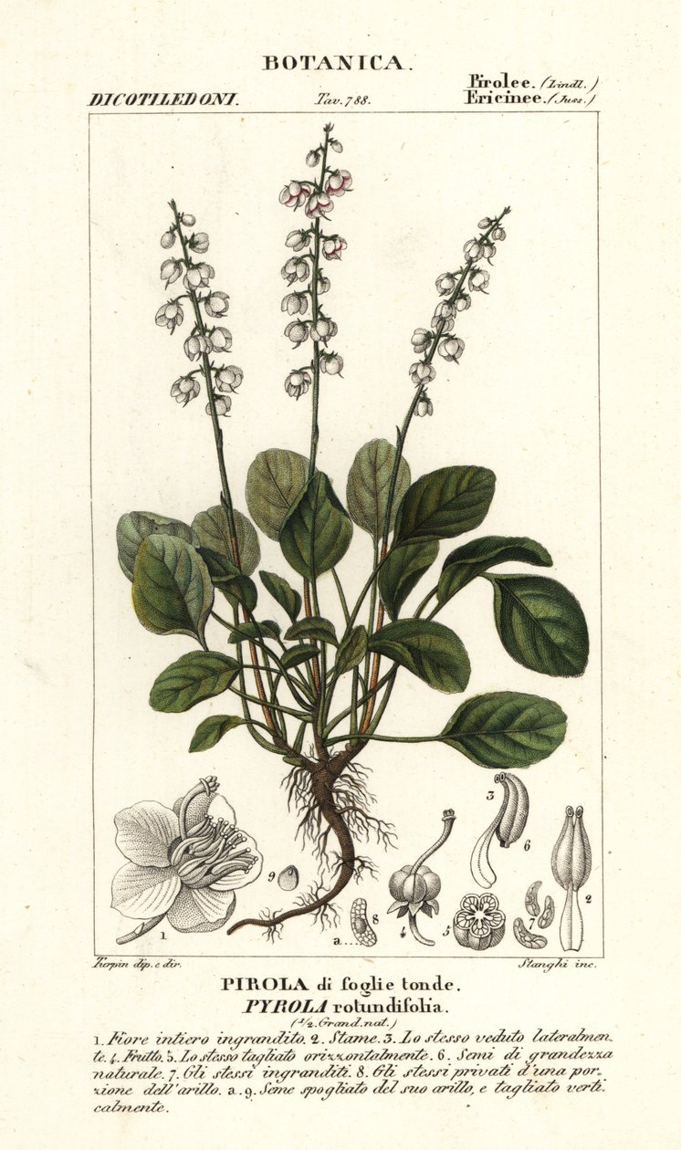 Rundbladig vintergrön, Pyrola rotundifolia av Stanghi Stanghi
