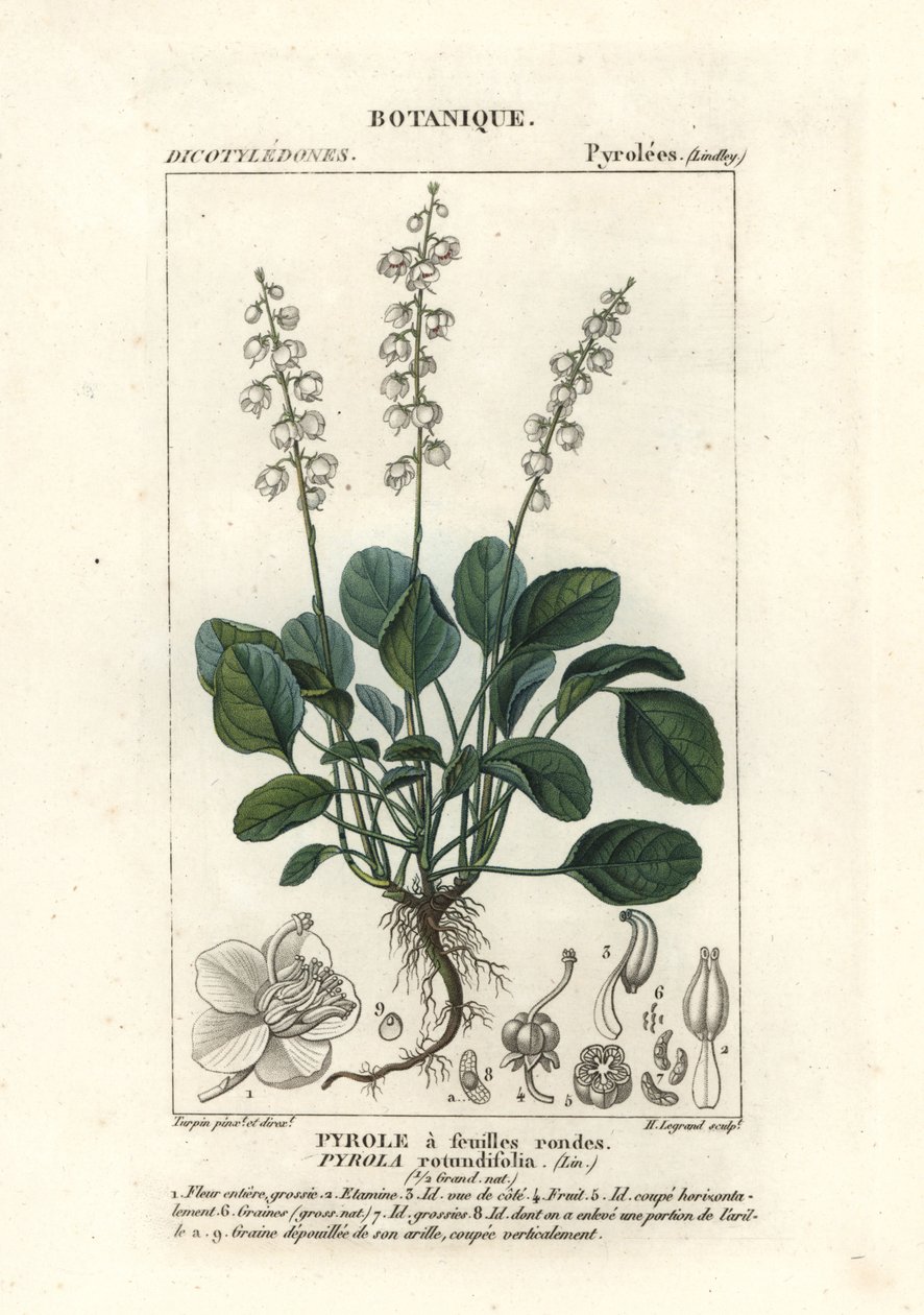 Rundbladig vintergrön, Pyrola rotundifolia av Stanghi Stanghi