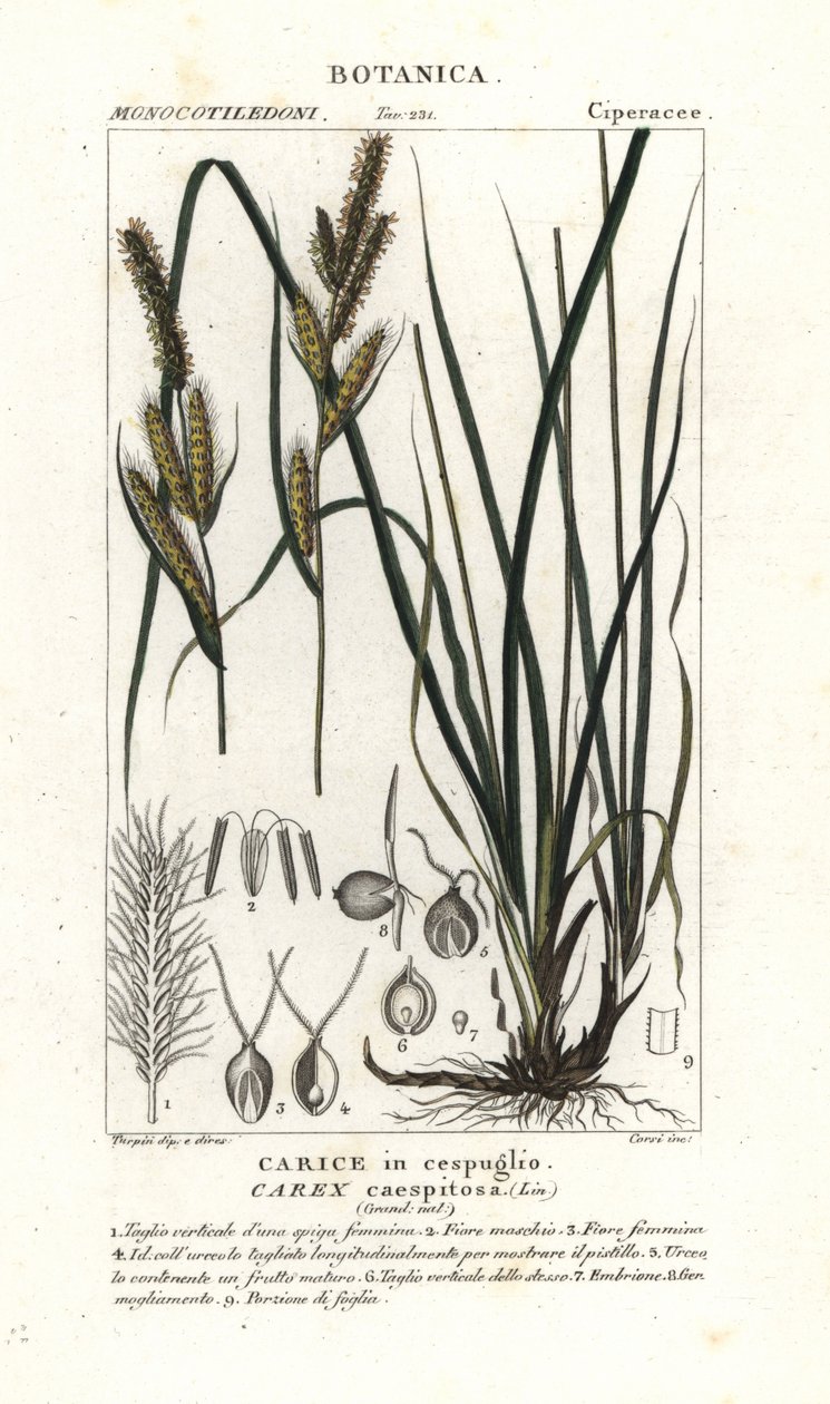 Skärgräs, Carex caespitosa av Stanghi Stanghi