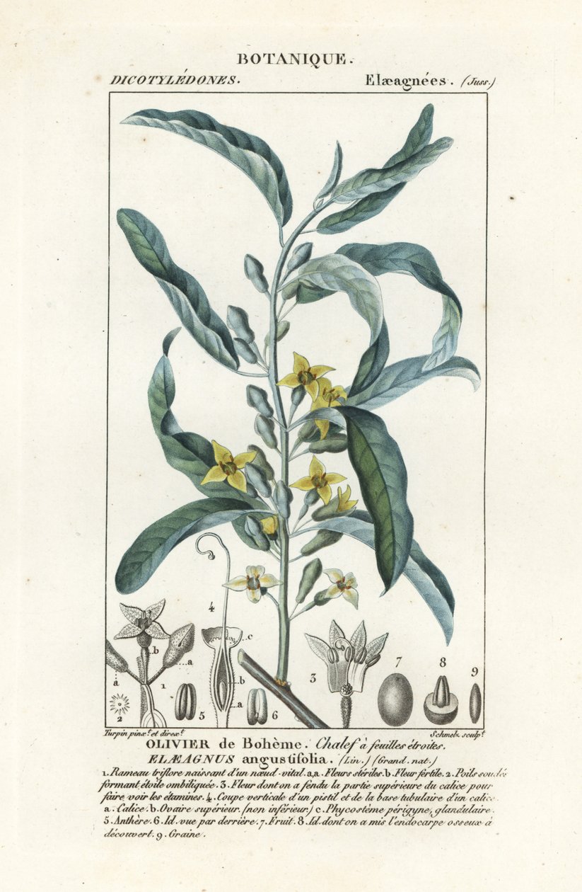Silverbär eller oleaster, Elaeagnus angustifolia av Stanghi Stanghi
