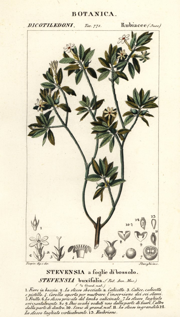 Stevensia buxifolia av Stanghi Stanghi