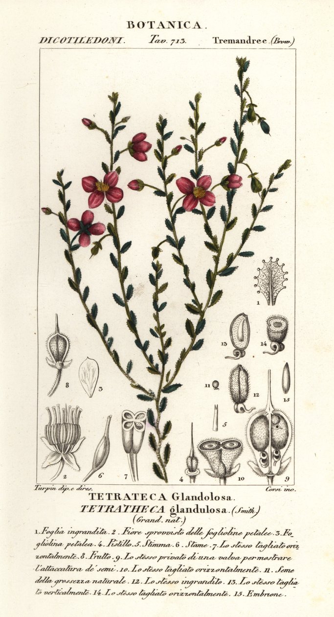 Tetratheca glandulosa av Stanghi Stanghi