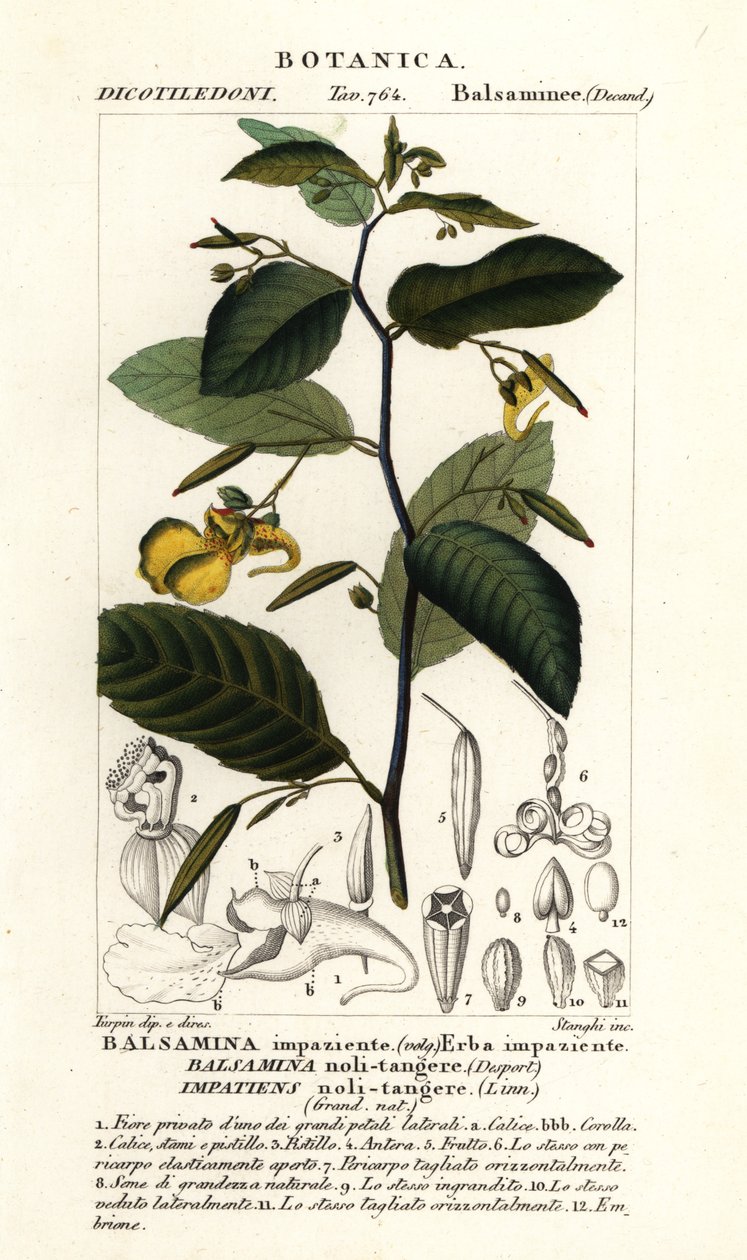 Rör-mig-ej-balsam, Otålig, rör inte av Stanghi Stanghi