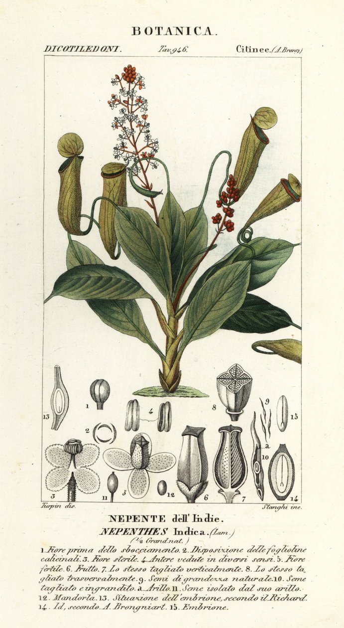 Tropisk kannaväxt, Nepenthes destillatoria av Stanghi Stanghi