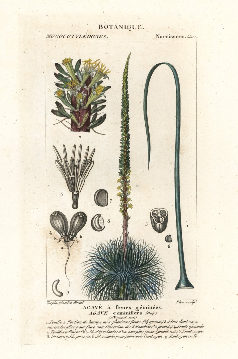 Tvillingblommig agave, Agave geminiflora av Stanghi Stanghi