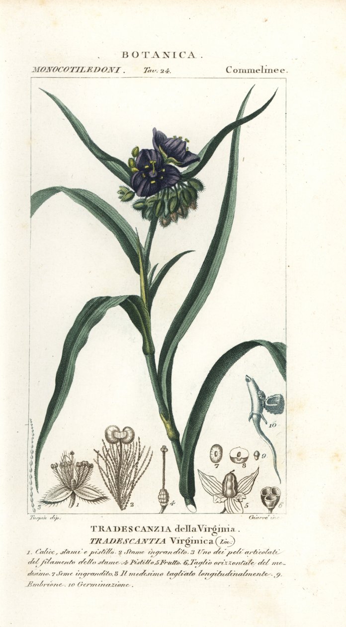 Virginia spindelört, Tradescantia virginiana av Stanghi Stanghi