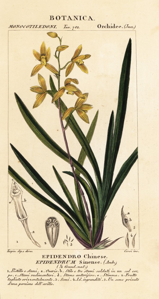 En döende orkidé, Cymbidium sinense av Stanghi Stanghi
