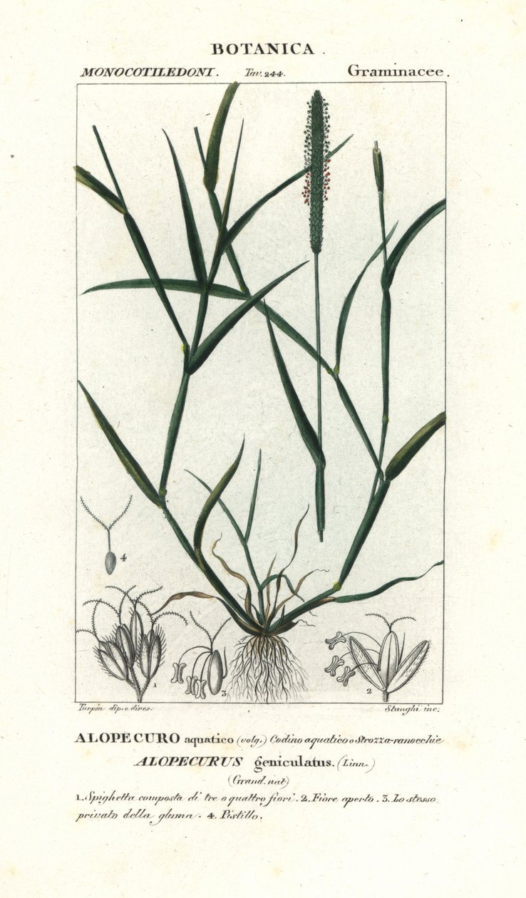 Vattenrävsvans, Alopecurus geniculatus av Stanghi Stanghi