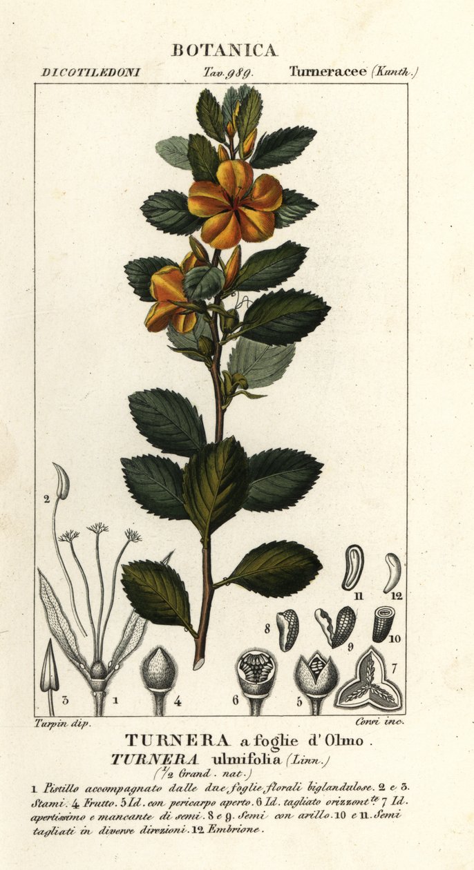 Gul al, Turnera ulmifolia av Stanghi Stanghi