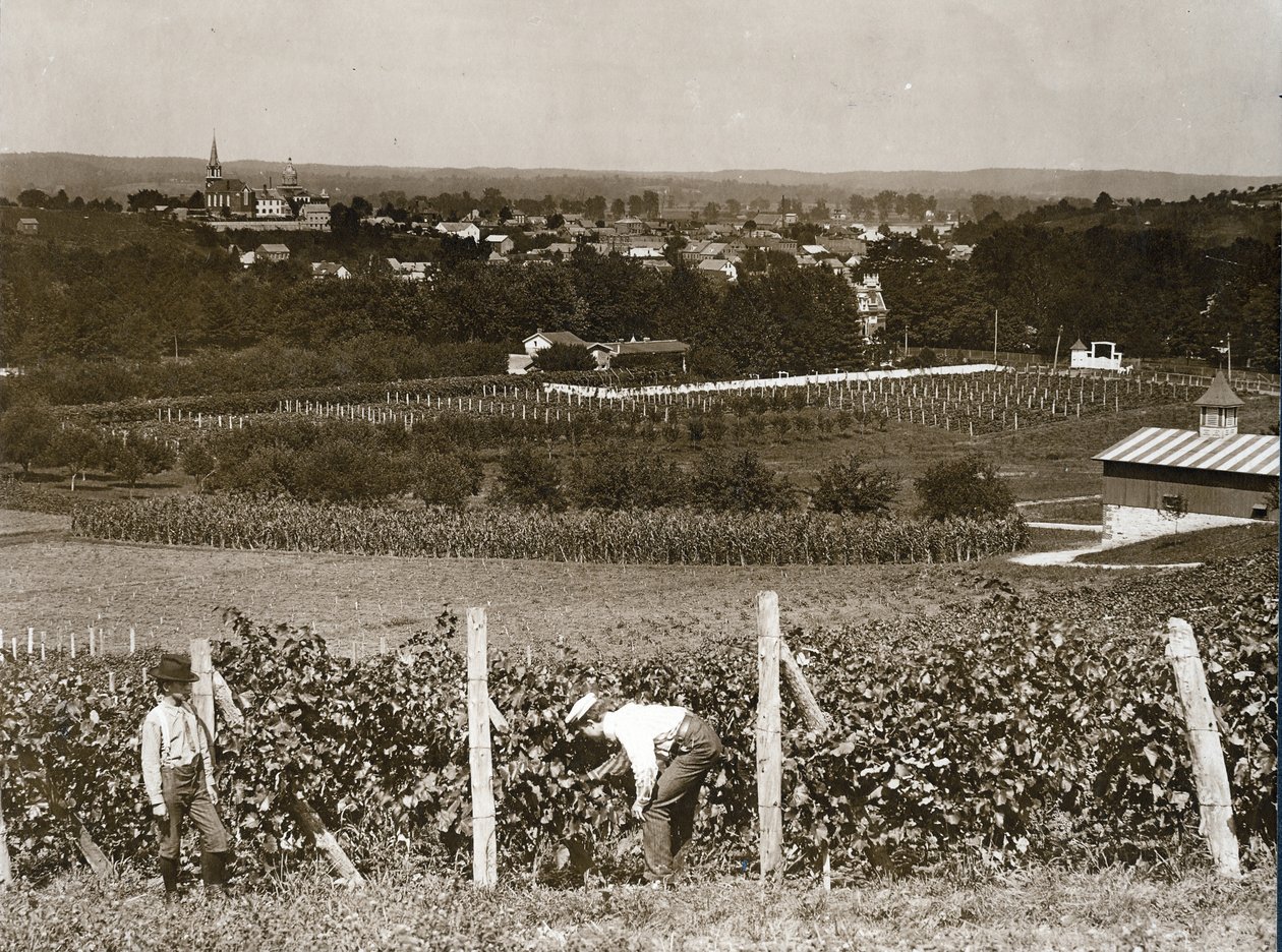 View looking across vineyards at Hermann, Missouri av George Stark