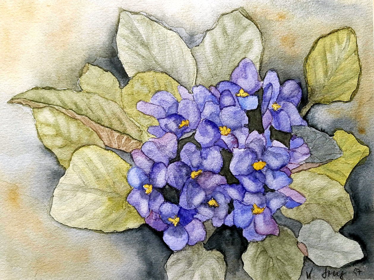 afrikanska violer av Steegs Art Karin