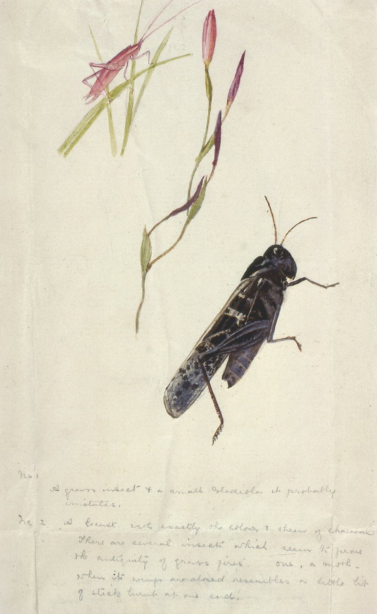 Sydafrikanska insekter (ritning) av Stephen Briggs Carlil