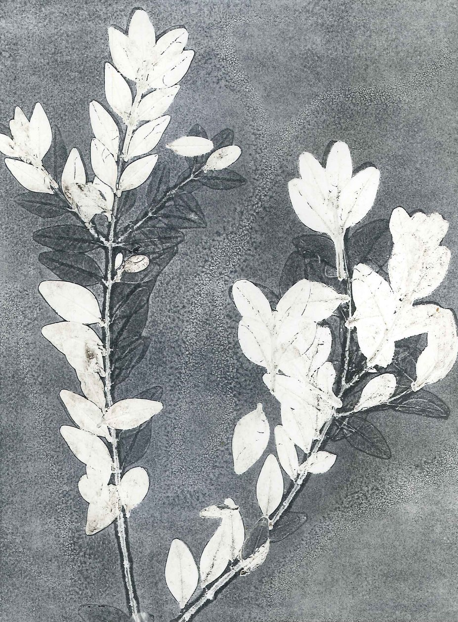 Midnight Garden III, 2015 (monoprint på papper) av Stephen Dow