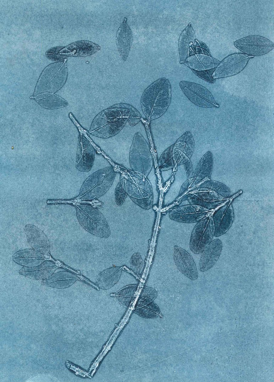 Midnight Garden I, 2015 (monoprint på papper) av Stephen Dow