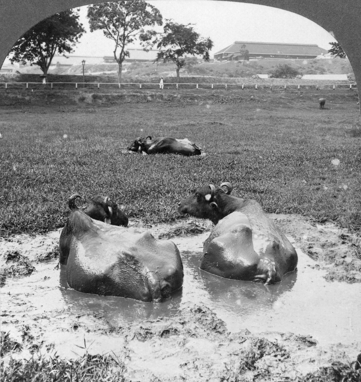 Buffalo wallow, Burma, 1908 av Stereo Travel Co