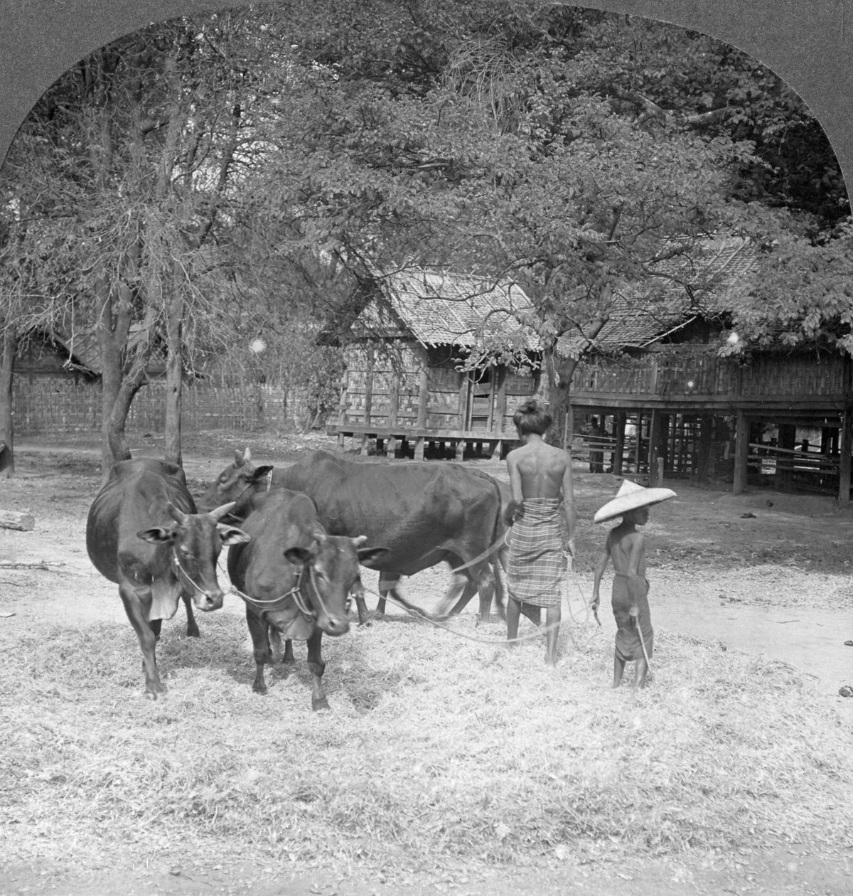 Thrashing Reese, Amarpura, Burma, 1908 av Stereo Travel Co