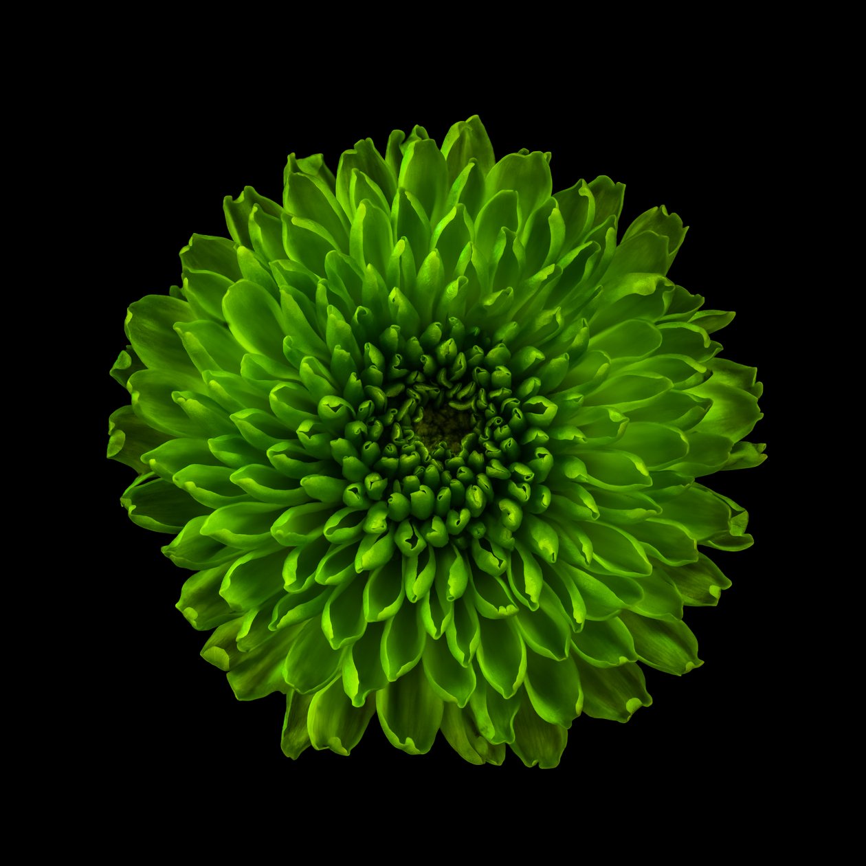 Chrysanthemum No. 01, 2020 (foto) av Steve Gallagher
