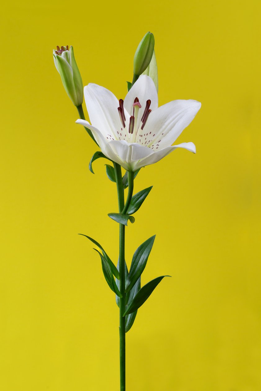 Lily on yellow nr 01, 2020 (foto) av Steve Gallagher